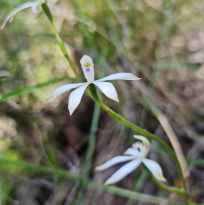 Caladenia sp. (A Caladenia) at Uriarra Village, ACT - 9 Oct 2021 by RobG1