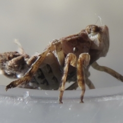 Platybrachys sp. (genus) (A gum hopper) at Narrabundah, ACT - 23 Sep 2021 by RobParnell