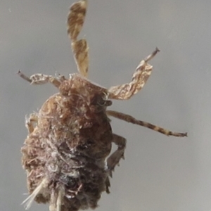 Platybrachys sp. (genus) at Narrabundah, ACT - 23 Sep 2021