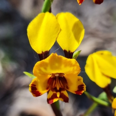 Diuris semilunulata (Late Leopard Orchid) at Coree, ACT - 9 Oct 2021 by RobG1