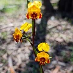 Diuris semilunulata at Coree, ACT - 9 Oct 2021