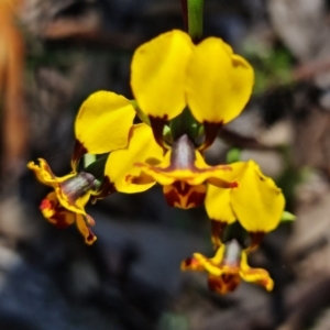 Diuris semilunulata at Coree, ACT - 9 Oct 2021