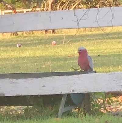 Eolophus roseicapilla (Galah) at Kangaroo Valley, NSW - 6 Jul 2021 by Evmoreno