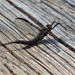 Ephemeroptera (order) at Paddys River, ACT - 9 Oct 2021 03:52 PM