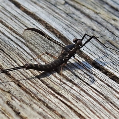 Ephemeroptera (order) (Unidentified Mayfly) at Paddys River, ACT - 9 Oct 2021 by JohnBundock