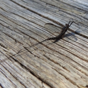 Ephemeroptera (order) at Paddys River, ACT - 9 Oct 2021