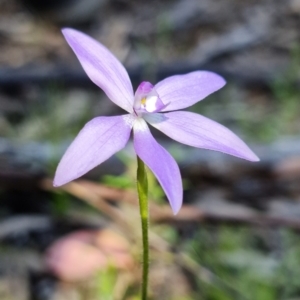 Glossodia major at Uriarra Village, ACT - 9 Oct 2021