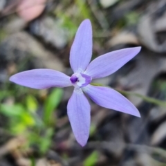 Glossodia major at Uriarra Village, ACT - 9 Oct 2021