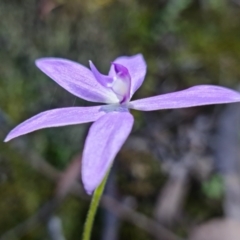 Glossodia major at Uriarra Village, ACT - 9 Oct 2021