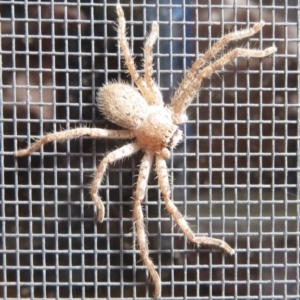 Sparassidae (family) at Narrabundah, ACT - 14 Sep 2021