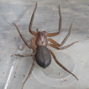 Gnaphosidae or Trochanteriidae (families) at Narrabundah, ACT - 14 Sep 2021