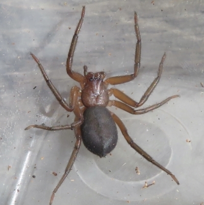 Gnaphosidae or Trochanteriidae (families) (Flat spider) at Narrabundah, ACT - 14 Sep 2021 by RobParnell