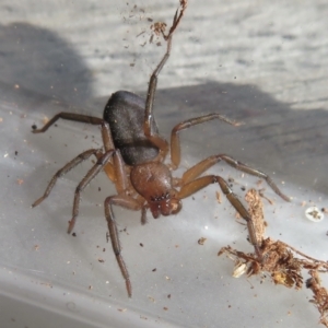 Gnaphosidae or Trochanteriidae (families) at Narrabundah, ACT - 14 Sep 2021