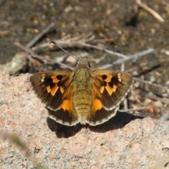 Trapezites phigalia (Heath Ochre) at Mount Taylor - 9 Oct 2021 by MatthewFrawley