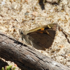 Trapezites phigalia at Kambah, ACT - 9 Oct 2021 01:59 PM