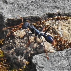 Myrmecia tarsata at Paddys River, ACT - 9 Oct 2021