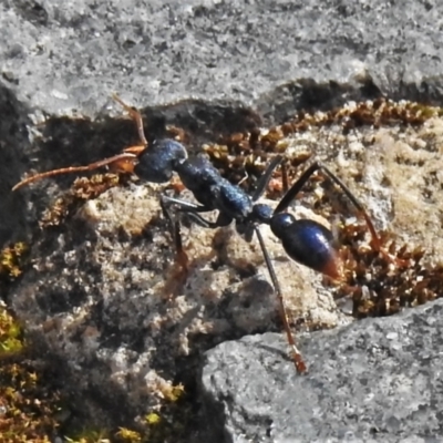 Myrmecia tarsata (Bull ant or Bulldog ant) at Paddys River, ACT - 9 Oct 2021 by JohnBundock