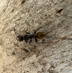 Myrmecia piliventris at Murrumbateman, NSW - 9 Oct 2021