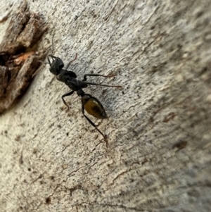 Myrmecia piliventris at Murrumbateman, NSW - 9 Oct 2021