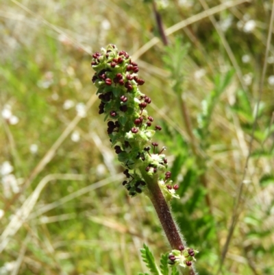 Acaena x ovina (Sheep's Burr) at Mount Taylor - 9 Oct 2021 by MatthewFrawley