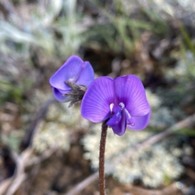 Swainsona behriana (Behr's Swainson-Pea) at Theodore, ACT - 8 Oct 2021 by Shazw