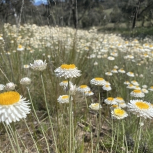 Leucochrysum albicans subsp. tricolor at Tuggeranong DC, ACT - 9 Oct 2021