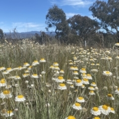 Leucochrysum albicans subsp. tricolor at Tuggeranong DC, ACT - 9 Oct 2021