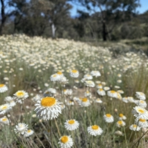 Leucochrysum albicans subsp. tricolor at Tuggeranong DC, ACT - 9 Oct 2021