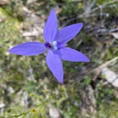 Glossodia major (Wax Lip Orchid) at Mount Taylor - 9 Oct 2021 by Shazw