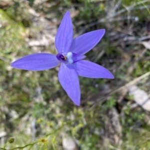 Glossodia major at Kambah, ACT - 9 Oct 2021