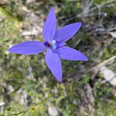 Glossodia major (Wax Lip Orchid) at Kambah, ACT - 9 Oct 2021 by Shazw