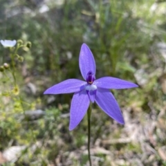 Glossodia major at Kambah, ACT - 9 Oct 2021