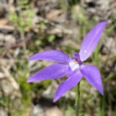 Glossodia major (Wax Lip Orchid) at Kambah, ACT - 9 Oct 2021 by Shazw