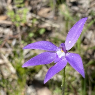 Glossodia major (Wax Lip Orchid) at Kambah, ACT - 9 Oct 2021 by Shazw