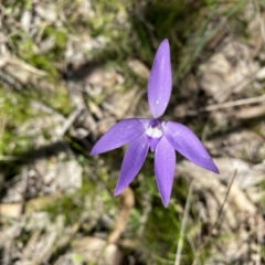 Glossodia major at Kambah, ACT - 9 Oct 2021