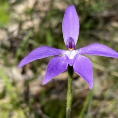 Glossodia major at Kambah, ACT - 9 Oct 2021