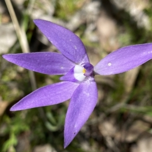 Glossodia major at Kambah, ACT - 9 Oct 2021