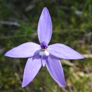 Glossodia major at Kambah, ACT - suppressed