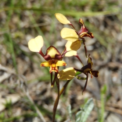 Diuris pardina (Leopard Doubletail) at Mount Taylor - 9 Oct 2021 by MatthewFrawley