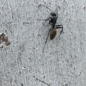 Camponotus aeneopilosus at Bungendore, NSW - 2 Oct 2021 10:46 AM