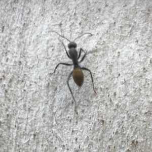 Camponotus aeneopilosus at Bungendore, NSW - 2 Oct 2021