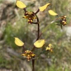 Diuris pardina (Leopard Doubletail) at Bungendore, NSW - 2 Oct 2021 by yellowboxwoodland