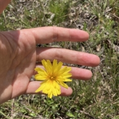 Microseris walteri at Bungendore, NSW - 2 Oct 2021