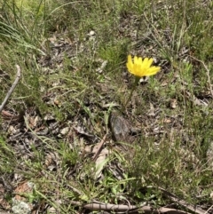 Microseris walteri at Bungendore, NSW - 2 Oct 2021