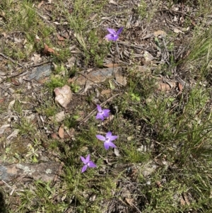 Glossodia major at Bungendore, NSW - 2 Oct 2021