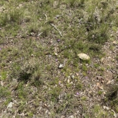 Glossodia major at Bungendore, NSW - 2 Oct 2021