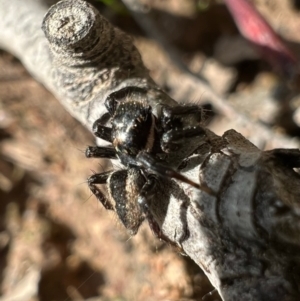 Jotus auripes at Murrumbateman, NSW - 9 Oct 2021