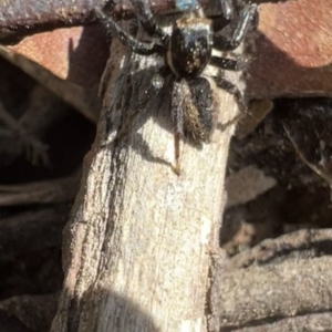 Jotus auripes at Murrumbateman, NSW - 9 Oct 2021