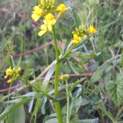 Barbarea verna (Wintercress, American Cress) at Greenway, ACT - 9 Oct 2021 by MichaelBedingfield