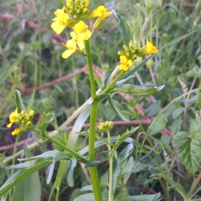 Barbarea verna (Wintercress, American Cress) at Greenway, ACT - 9 Oct 2021 by michaelb